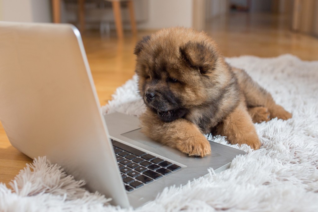 Cute chow-chow puppy lying on the carpet and watching something on the laptop.